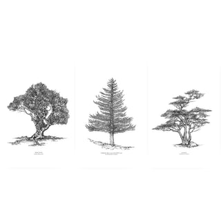 Set Árboles Nativos de José Domingo, lenga, arrayán y ciprés en blanco y negro